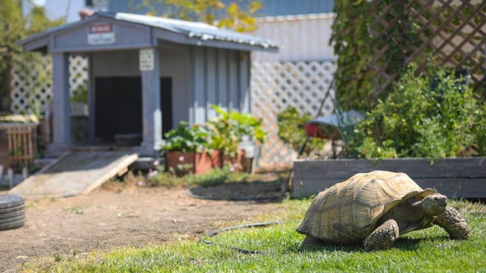 Kimberlee Booth runs a tortoise rescue near Paso Robles in part because her daughter Ashlynn Miles loves animals.