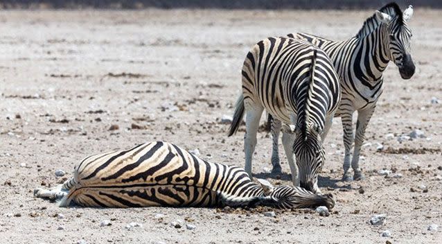 The zebra died from complications while giving birth. Source: mediadrumworld