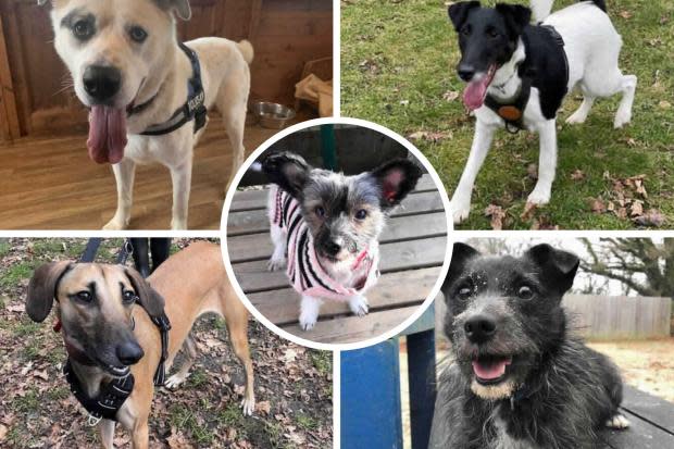 Five dogs at Ashley Heath Animal Center looking for loving homes.  Picture: RSPCA
