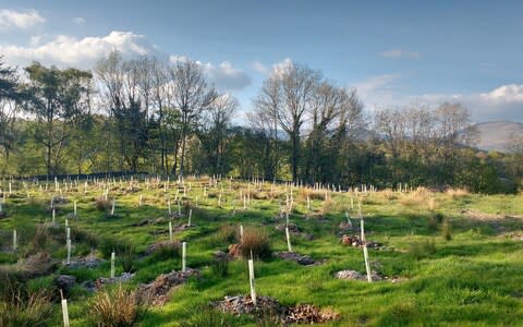 Up to 120 million new trees should be planted every week under the proposals