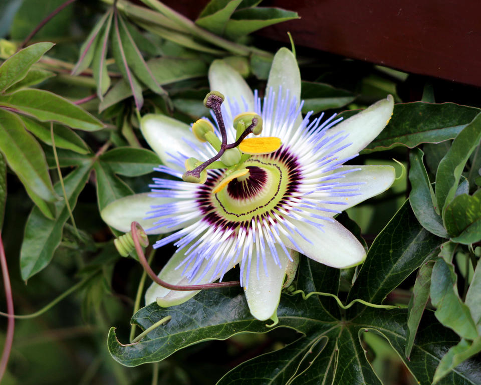 8. Edible-fruited passionflower (Passiflora edulis)