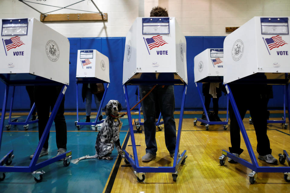 Field, a 1-year-old English Setter, waits as his owner votes at P.S. 20 during the midterm election in Manhattan in New York City.