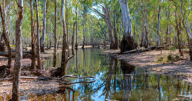 The Barmah-Millewa forest (pictured) is a Ramsar site, meaning it's a wetland of International Importance. Source: Flickr/Peter Lieverdink 