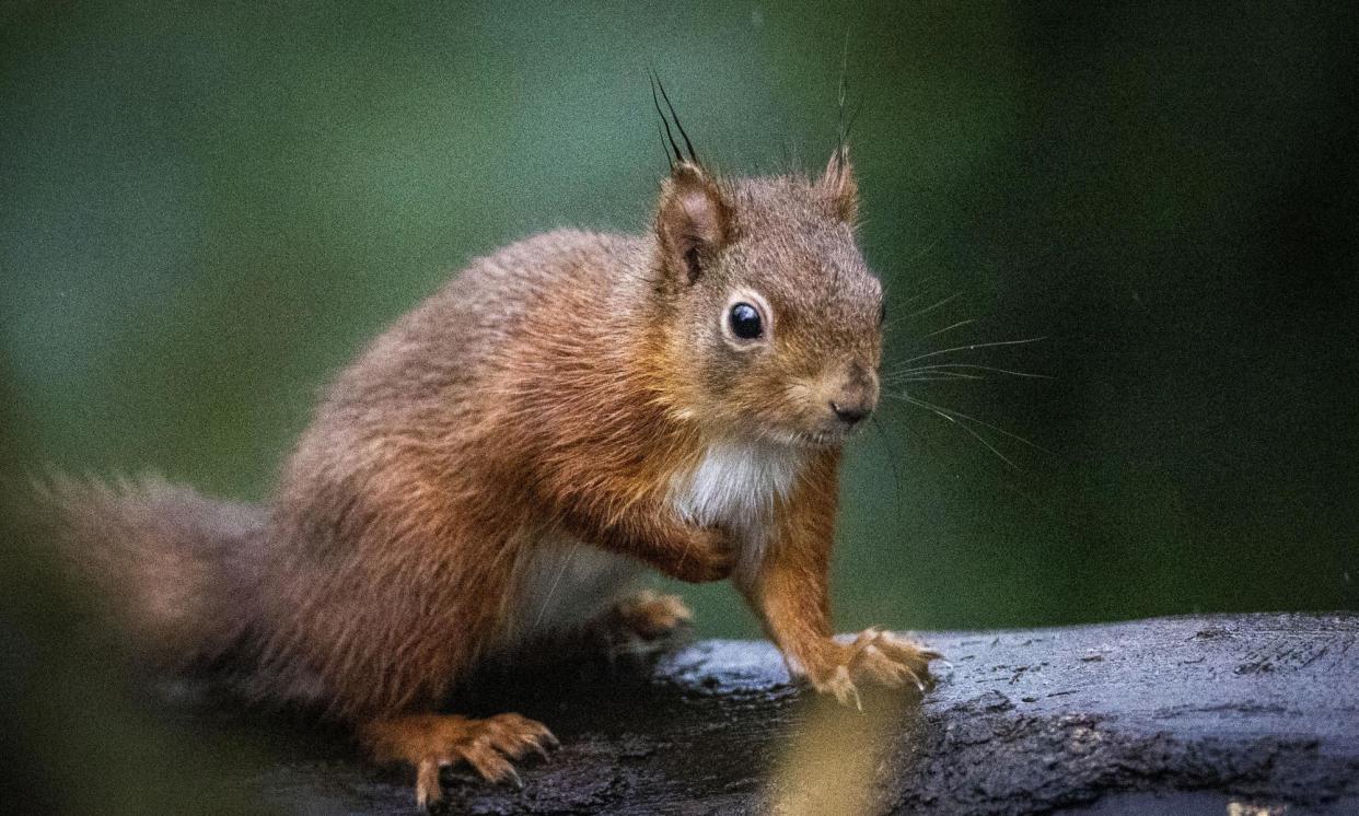 <span>Squirrels were widely kept as pets in medieval England, aside from being wanted for their fur.</span><span>Photograph: Liam McBurney/PA Media</span>