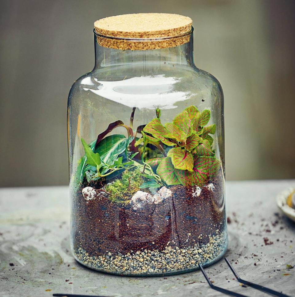 terrarium - DAN KENNEDY 