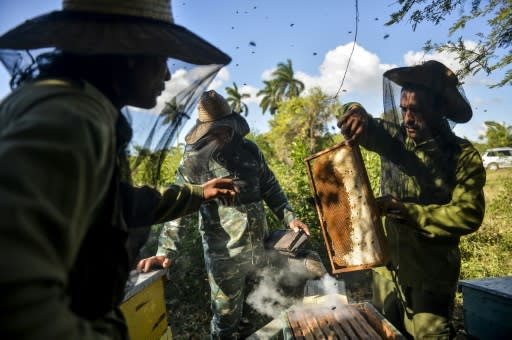 Beekeepers collect honeycombs at an apiary in Navajas, Matanzas province, Cuba