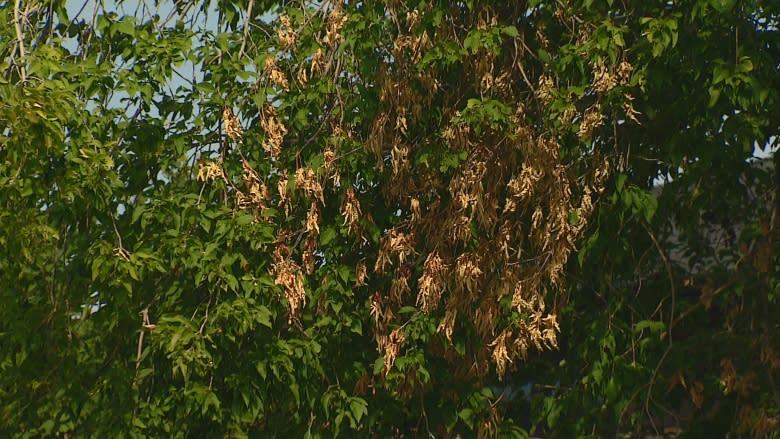 Hot, dry summer takes a toll on trees