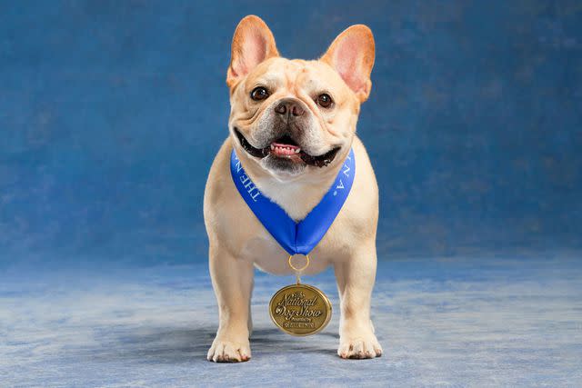 <p>Virginia Sherwood/NBC via Getty</p> Winston the French Bulldog, the Best in Show winner of the 2022 National Dog Show