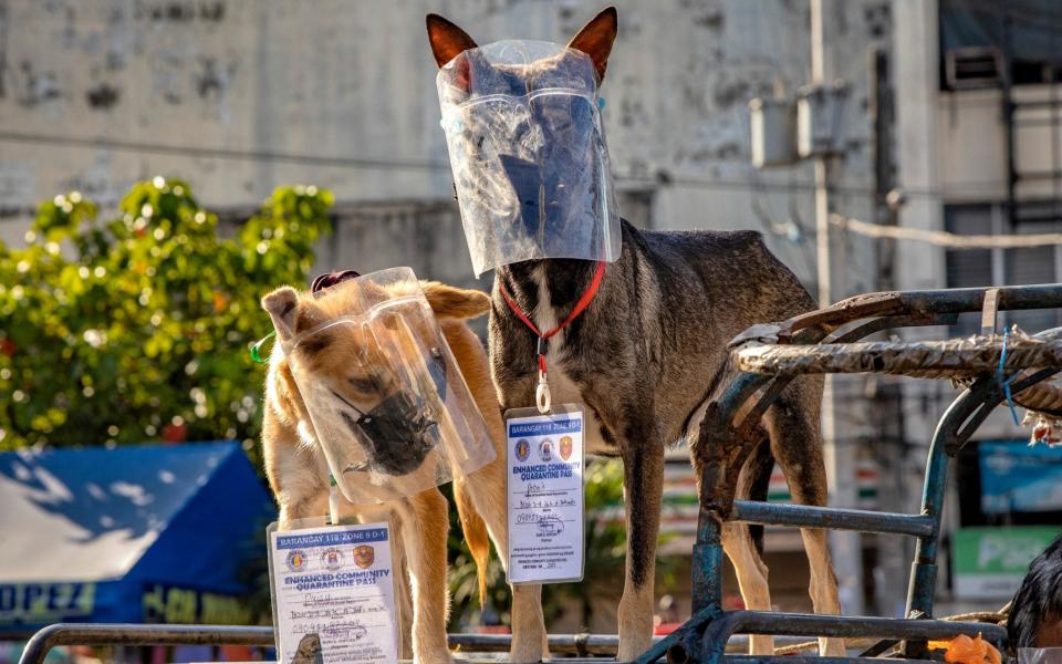 Dogs atop a pedicab are seen wearing facemasks and face shield in Manilla. The Philippine government has once again put some 24 million people in Manila and nearby provinces under a strict quarantine as cases of the coronavirus hit daily records. - Ezra Acayan/Getty Images
