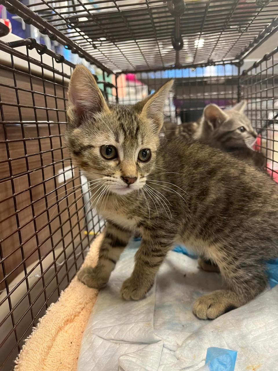 More than 100 feral cats roam the Douglas Arizona State Prison Complex in Douglas on Aug. 29, 2023. Through a partnership with the Humane Society of Southern Arizona, the cats are captured, neutered and spayed, and then returned to the prison complex.