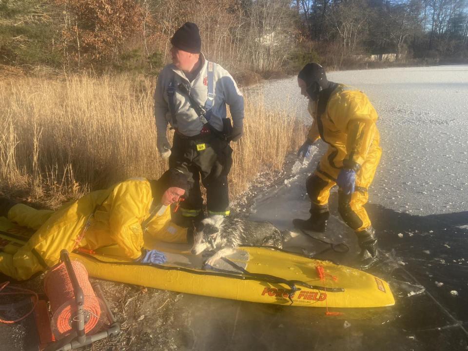 Authorities rescue dog that fell through ice in Wareham