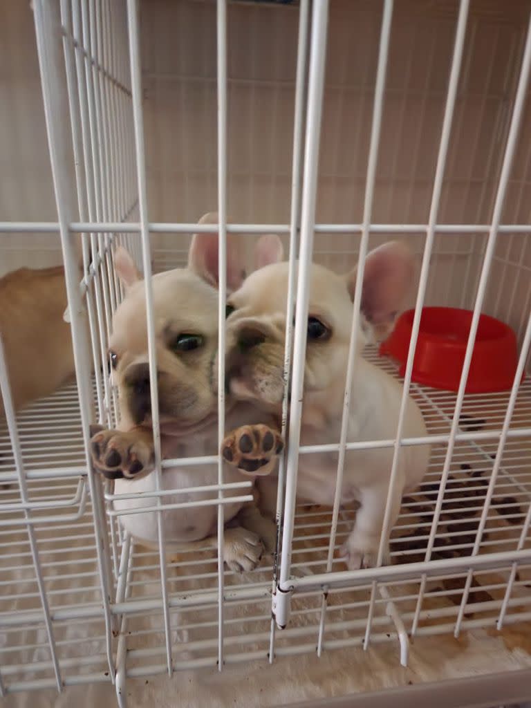 Cachorros de la raza secuestrados en un criadero ilegal en Buenos Aires