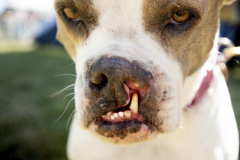 Puka prepares to compete in the World's Ugliest Dog Contest at the Sonoma-Marin Fair in Petaluma, Calif., on Friday, June 21, 2019. (AP Photo/Noah Berger)