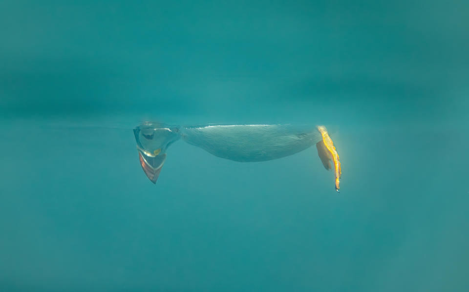 A puffin does an inverted Snoopy impression while watching jellyfish in Northumberland, courtesy of Brian Matthews. (Brian Matthews/Comedy Wildlife 2023)