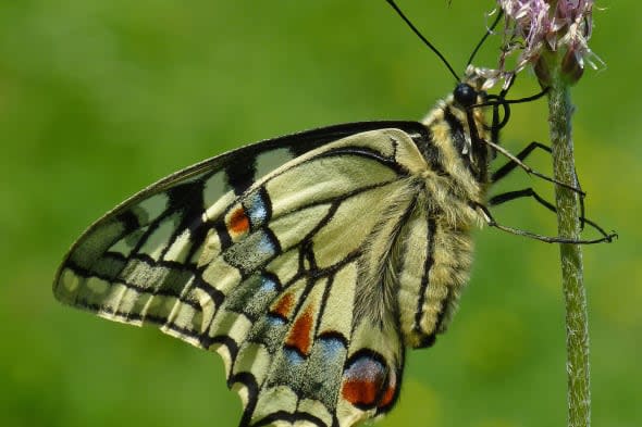 good year for butterflies