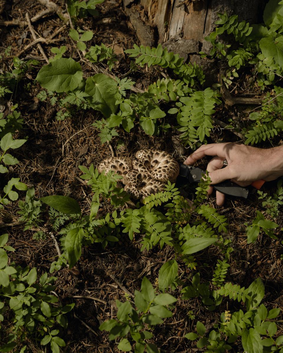 Hawk’s Wings nestled in the forest near Telluride. Prime Colorado mushroom season stretches from March to October, but summer months are most fruitful.