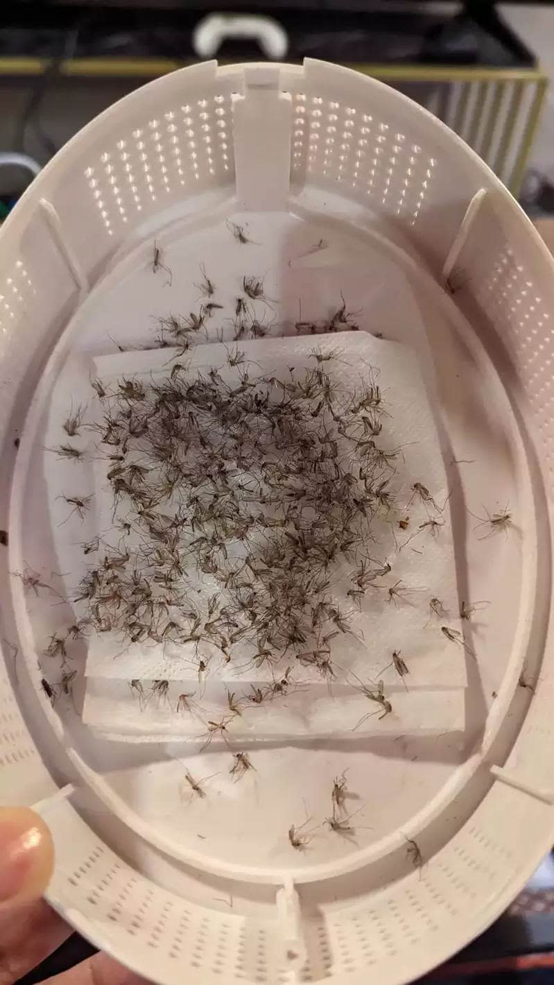 捕蚊盒底下的衛生紙上黏著滿滿的蚊子屍體圖片來源：Facebook@爆廢公社