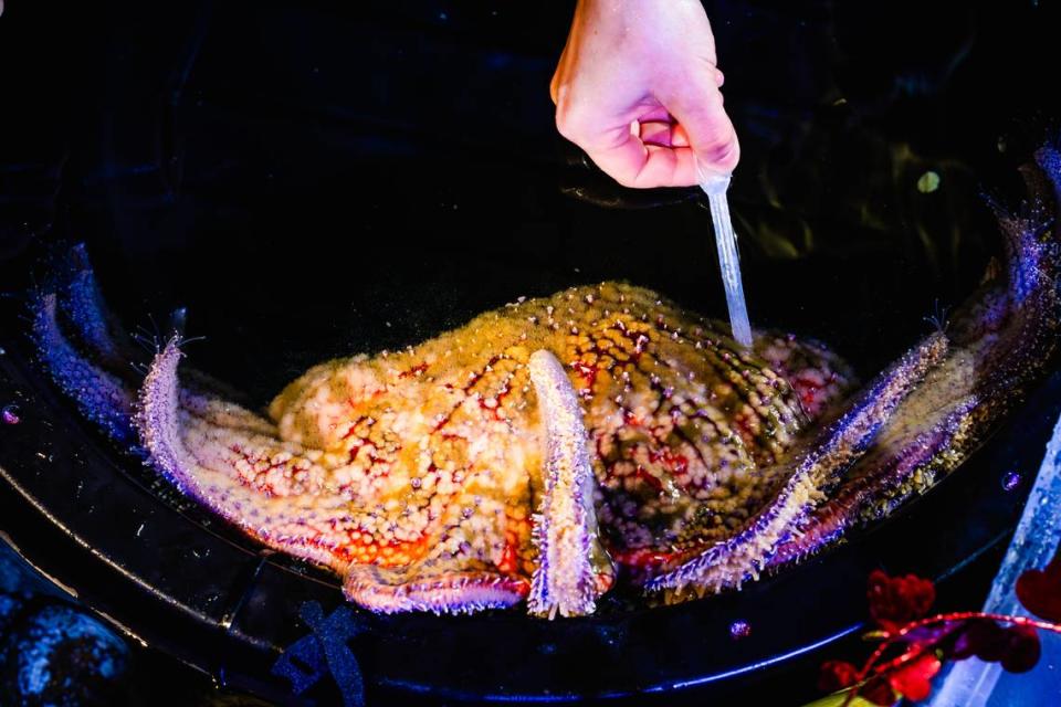 Team collects eggs from a female sunflower sea star at Birch Aquarium.