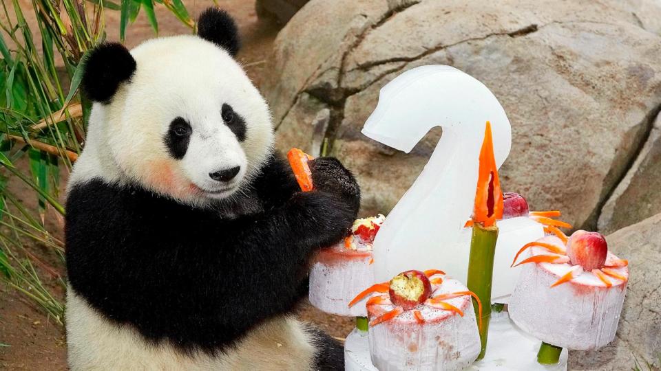 PHOTO: In this handout image from the Zooilogical Society of San Diego, A giant panda cub Mei Sheng celebrates his second birthday by diving right into his birthday cake on August 19, 2005 in San Diego, California. (Y Galindo/Zooilogical Society of San Diego via Getty Images)