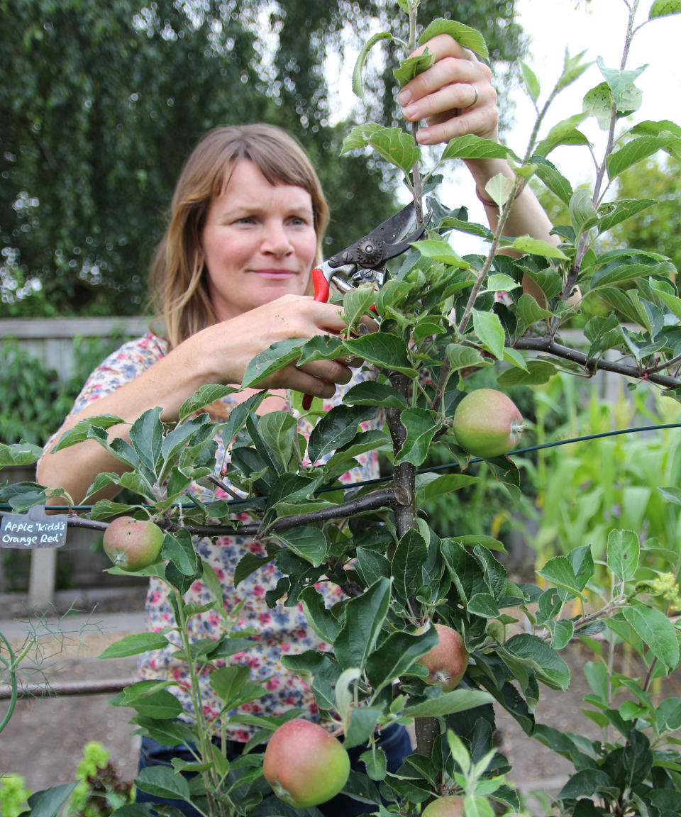 Summer pruning helps to produce more fruit buds and encourage even ripening