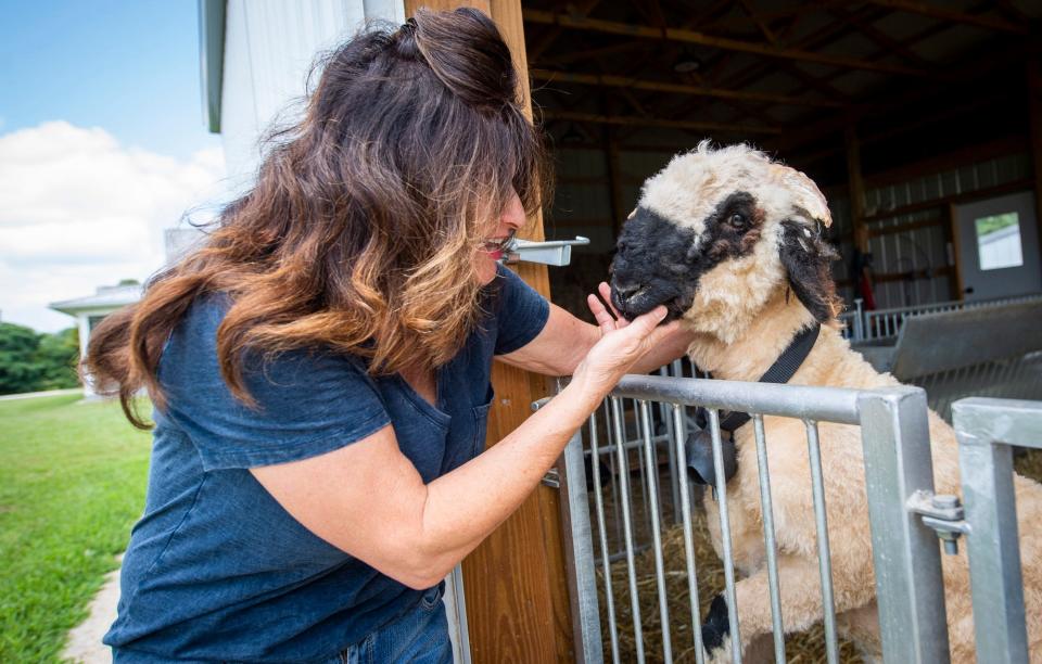 Kelly Weddle spends time with Klover, a Valais Blacknose lamb, at Plumpy's Peaceful Pastures. She recently sheared Klover, so the lamb is missing her signature curly hair.