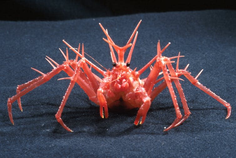 <span class="caption">King crabs evolved from lobster-like ancestors within the Anomura.</span> <span class="attribution"><a class="link " href="https://commons.wikimedia.org/w/index.php?curid=35474722" rel="nofollow noopener" target="_blank" data-ylk="slk:By CSIRO, CC BY 3.0;elm:context_link;itc:0;sec:content-canvas">By CSIRO, CC BY 3.0</a>, <a class="link " href="http://creativecommons.org/licenses/by/4.0/" rel="nofollow noopener" target="_blank" data-ylk="slk:CC BY;elm:context_link;itc:0;sec:content-canvas">CC BY</a></span>