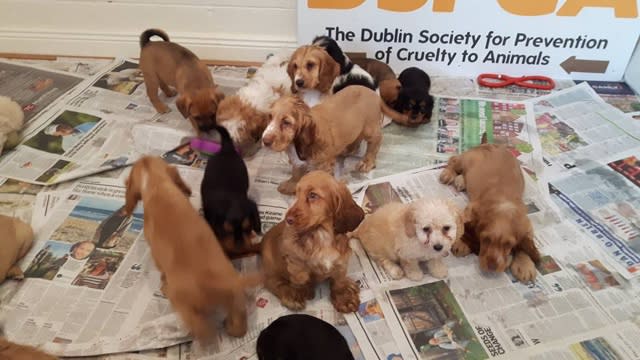 59 smuggled puppies found at Dublin Port 