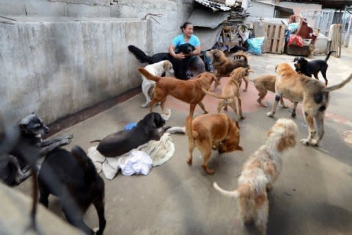 El primer impulso le vino a Rosa al conocer a Killer, un rottweiler mortal entrenado por sus antiguos dueños para peleas callejeras, al que logró rescatar y llevar a casa para curarle las heridas del cuerpo... y de su alma de perro. (AFP | Johan Ordonez)