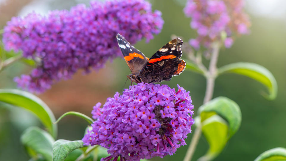 <p> Also known as butterfly bushes for being highly attractive to these precious pollinators, buddleia are not appealing to deer. </p> <p> &#x2018;Though shrubs, buddleia behave more like woody perennials, as in colder areas they dye back almost to the ground each winter and regrow their full size through the season,&#x2019; explains Schmitz.&#xA0; </p> <p> If the plant doesn&#x2019;t completely die back, it&#x2019;s a good idea to cut it right back anyway. </p> <p> &#x2018;They grow quickly as they come back up and can reach 6-7 foot tall in a single season. The flowers can be white, blue, cranberry, purple, lavender, and pink with many shades in between.&#x2019; </p> <p> Buddleia require full sun in order to thrive, and can be grown in USDA zones 4-10, depending on the variety.&#xA0; </p> <p> As it grows so fast, ensure you know how to prune buddleia to keep it under control and looking its best. </p>