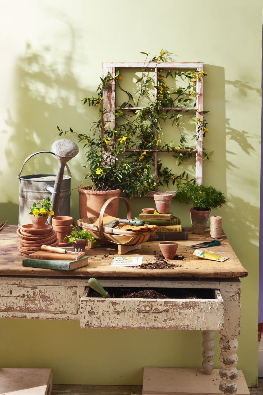 flowering potted jasmine growing up a salvaged window trellis, displayed on rustic table with pots, watering can, garden tools