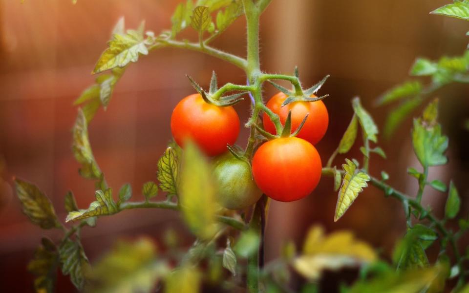 Abenteuer Tomatenanbau wagen