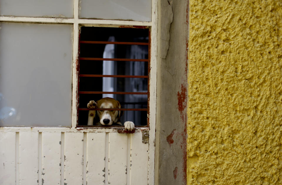 <p>A dog found wandering the streets in the aftermath of a 7.1-magnitude earthquake, stands on his hind legs, looking out from “La Casa del Mestizo” animal shelter, in Mexico City, Friday, Sept. 22, 2017. (Photo: Natacha Pisarenko/AP) </p>