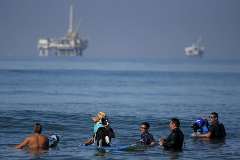 Surfing dogs wait for waves with their owners in front of oil platforms during the Surf City Surf Dog Contest in Huntington Beach