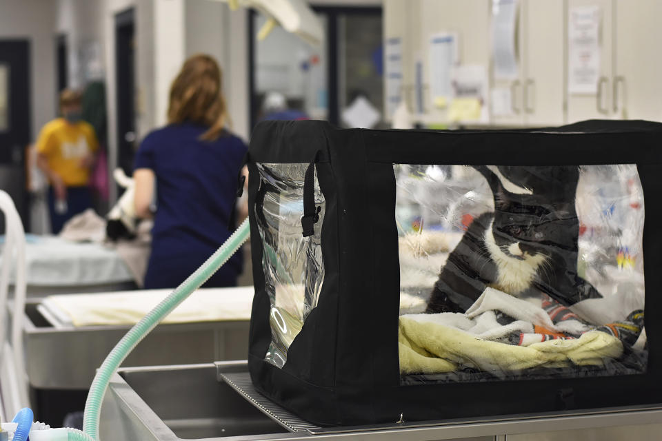 This photo, provided by Lollypop Farm shelter, shows one of the 97 cats rescued from a house fire in Perinton, NY, outside Rochester, NY, Thursday, Jan. 14, 2021. Many of the cats suffered smoke inhalation, the Humane Society of Greater Rochester said, and it wasn't clear whether all of them would survive. (Paige Engard/Courtesy Lollypop Farm via AP)