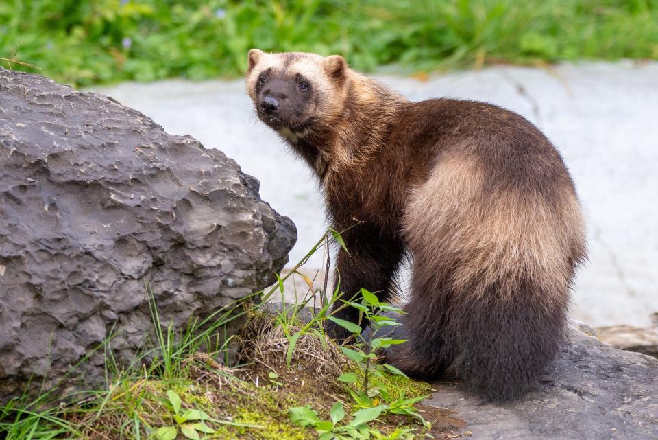 Wolverines are one of the more unique animals which visitors can see at Zoo New York in Watertown. Wolverines are naturally elusive creatures, and are known for eating carrion - but may also hunt small prey like rodents and rabbits.