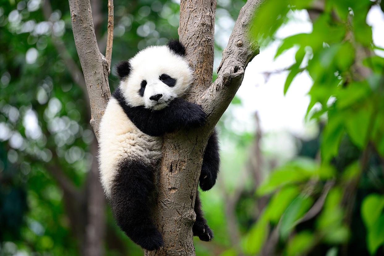 Giant panda