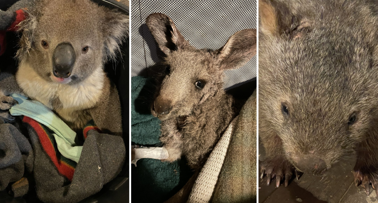 Three separate images of a koala, kangaroo and a wombat after being treated at Hepburn Wildlife Shelter following dog attacks.