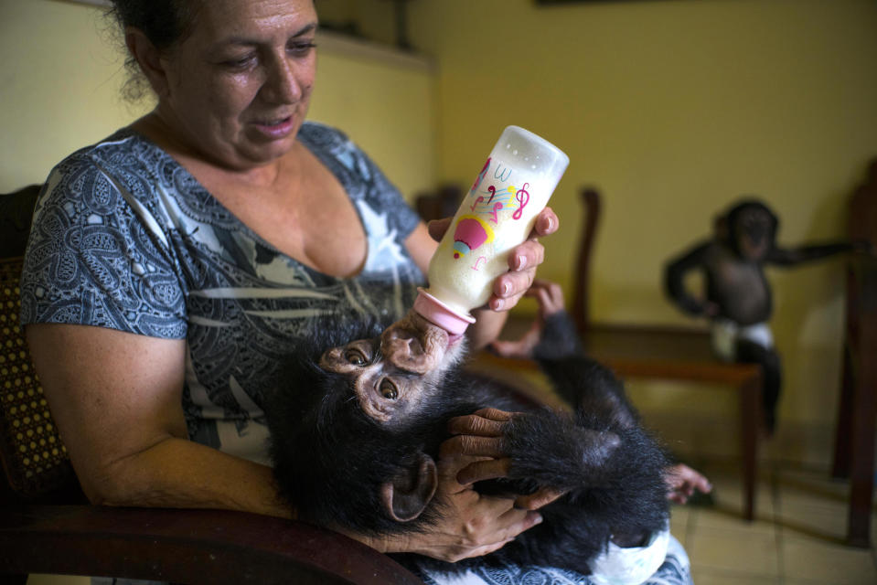 CORRECTS SPELLING OF MARTA - In this April 4, 2017 photo, zoologist Marta Llanes feeds Ada, a baby chimpanzee, while baby chimpanzee Anuma II, right, looks on, in Llanes's apartment in Havana, Cuba. Over the last year Ada and Aduma have broken Marta Llanes' television and computer key board, chewed her telephone to pieces and ruined much of her furniture. (AP Photo/Ramon Espinosa)