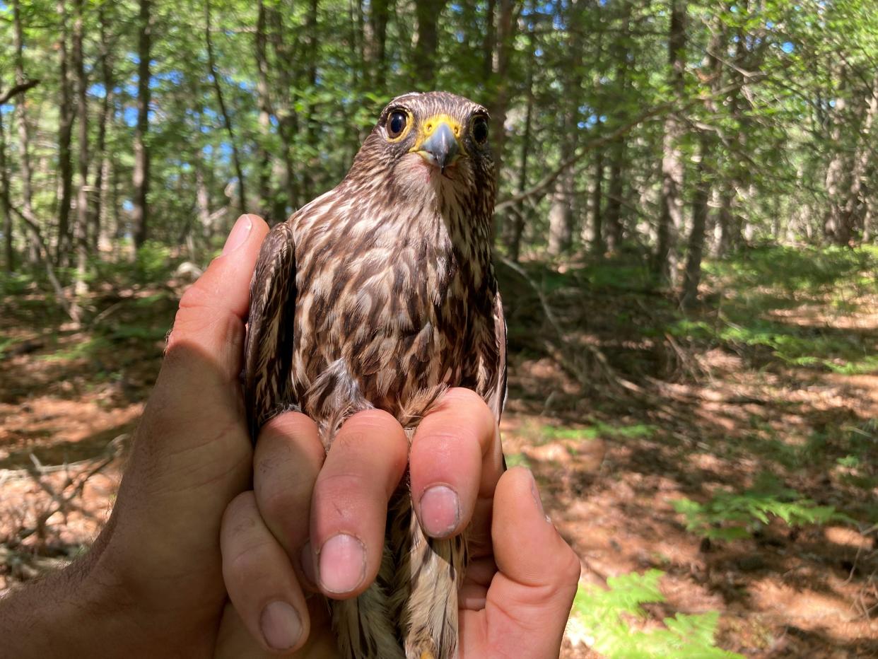 A captured merlin is held near Lake Michigan on June 27, 2022, near Glen Arbor, Mich., where it will be fitted with a leg band and tracking device. The mission will enhance knowledge of a species still recovering from a significant drop-off caused by pesticides and help wildlife managers determine how to prevent merlins from attacking endangered piping plovers at Sleeping Bear Dunes National Lakeshore.