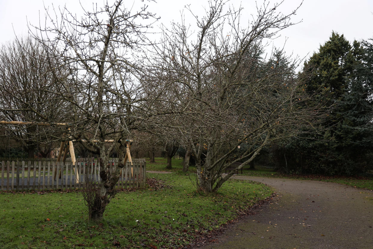 Westwood Parish Council want to cut down four of Westwood Parkâ€™s apple trees because the fruit which falls to the ground is a - ''tripping hazard''. Westwood, Wiltshire. 20 December 2021.  See SWNS story SWBRapples. Residents say a council has launched ''ludicrous'' plans to chop down four apple trees - because the fruit which falls to the ground is a - ''TRIPPING hazard''.  The large trees have sat in the heart of Westwood in Wiltshire for over 30 years and the apples are eaten by locals who also use them to make cider and jam. But four of the five trees have now been earmarked to be cut down after the fallen fruit was deemed a health and safety risk. Nearly 200 people have signed a petition against the proposals with organisers saying the trees face the chop because the fruit was deemed a tripping risk.  