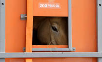 <p>A Przewalski’s horse peers out of a container on the way to Takhin Tal National Park, part of the Great Gobi B Strictly Protected Area, in south-west Mongolia, June 20, 2017. (Photo: David W. Cerny/Reuters) </p>