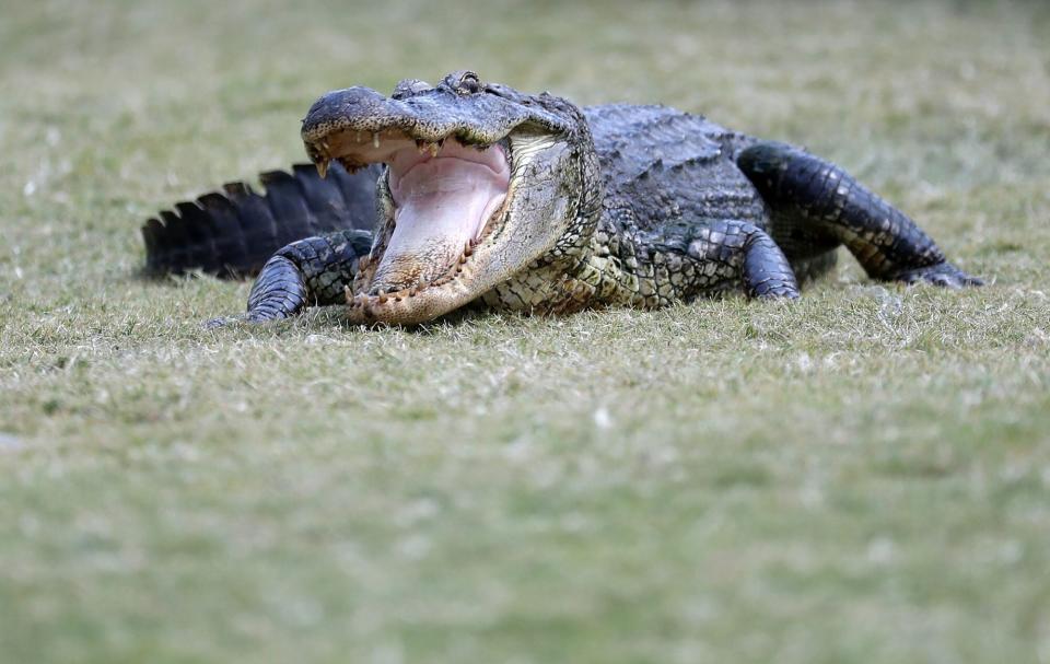 Alligator on Golf Course