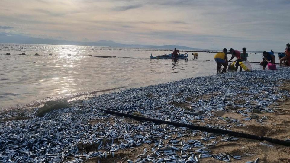 Mases of sardines littered across beaches