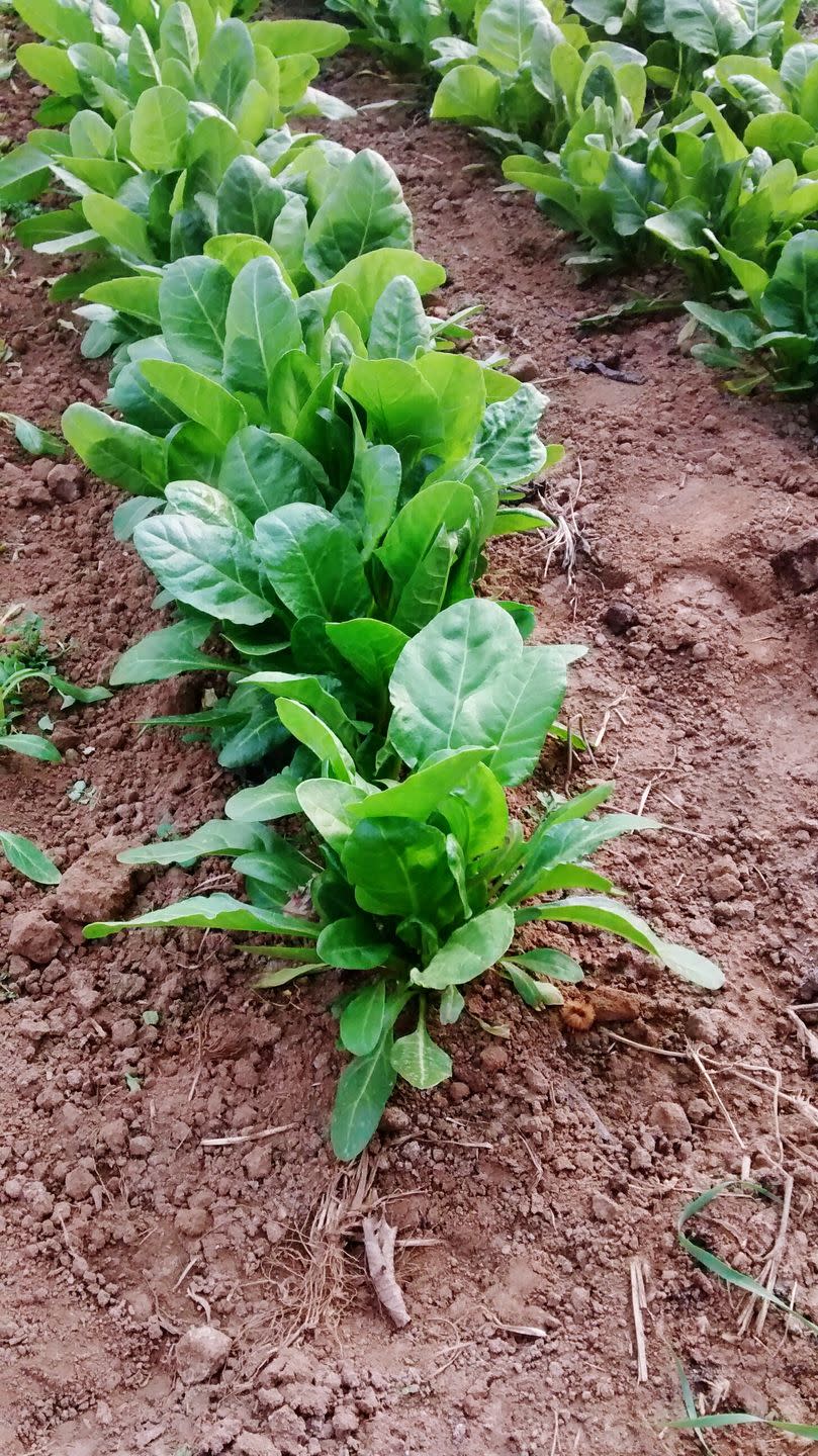 close up of green spinach leaves in garden