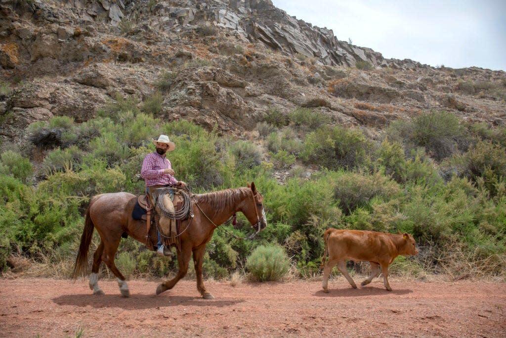 Kyler Brown drives a calf on June 21, 2022 as part of a drive that went through downtown Del Norte, Colorado.