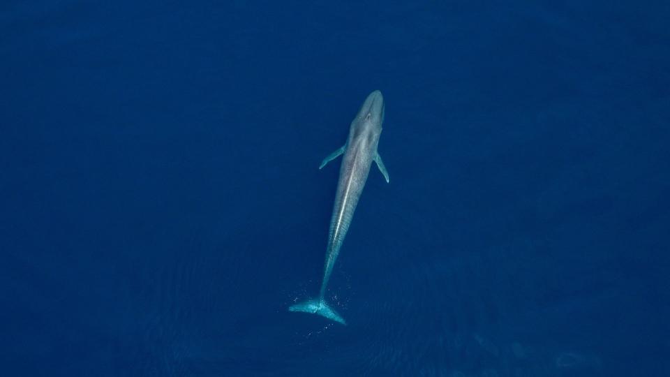 ariel shot of a whale in the azores, one of the hidden gems in Europe