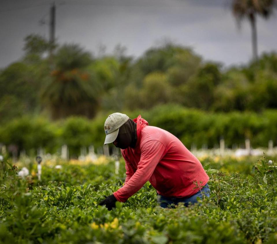 Homestead, Florida - May 31, 2023 - A worker trims plants at a nursery in South Miami-Dade County