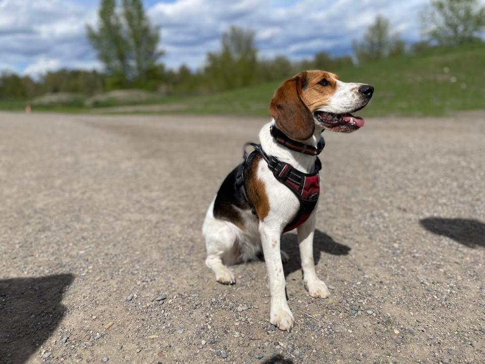 Concerns about competition and vets becoming more expensive prompted government regulators in the Uk and US to take action on large vet chains. That hasn't happened in Canada, where this pup Olive lives in Calgary.          