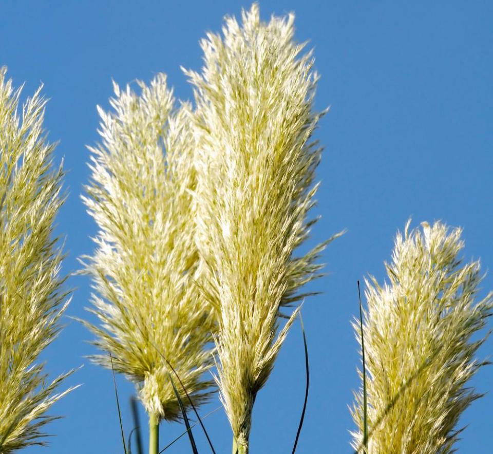 Pampas grass.