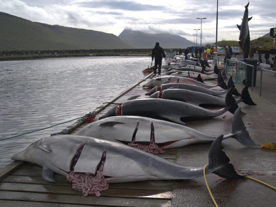 The dolphins were knifed to death (Sea Shepherd UK)